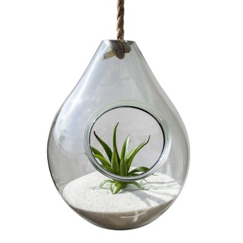 Medium Terrerium